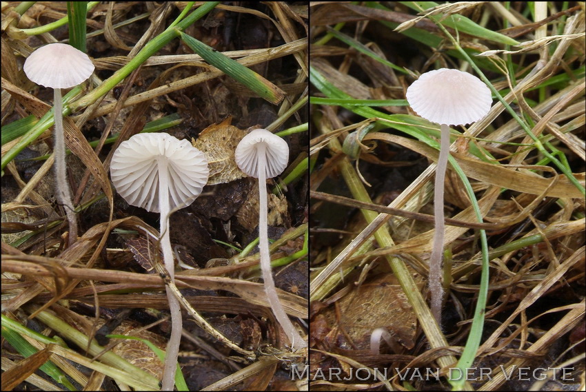 Lila mycena - Mycena albidolilacea